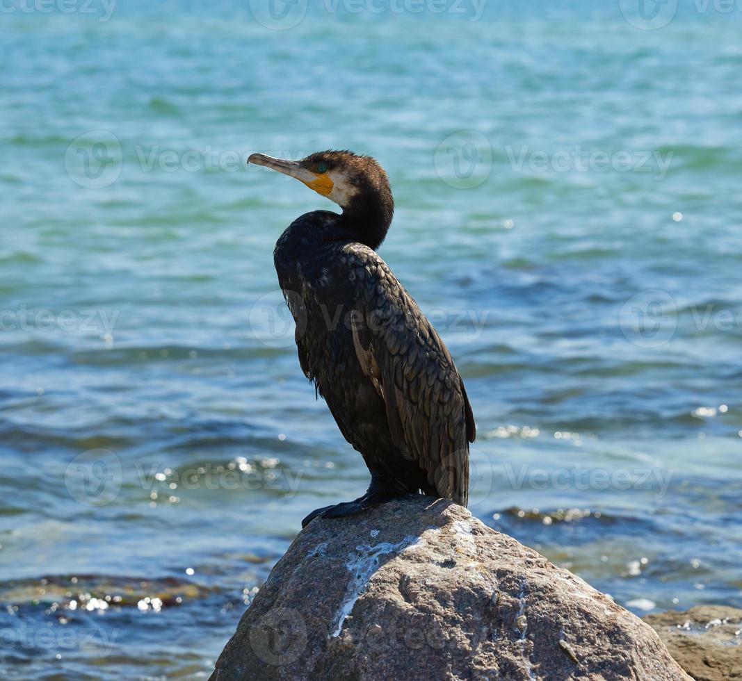 volwassen zwart aalscholver zit Aan een steen Aan de zwart zee kust, Oekraïne foto