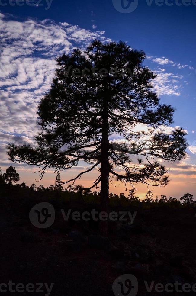 visie van bomen foto