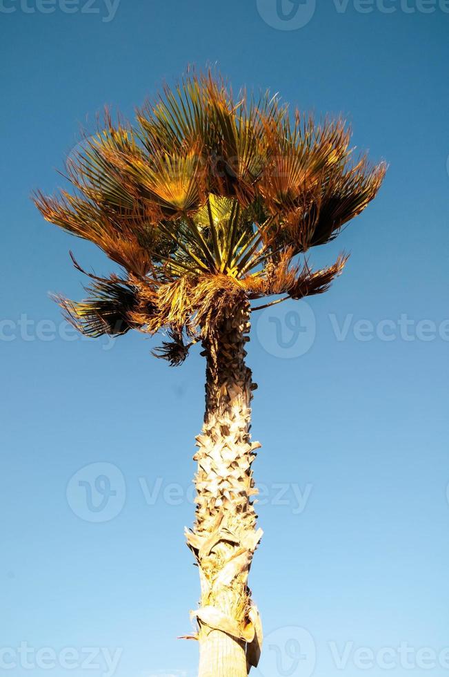 palm boom visie foto