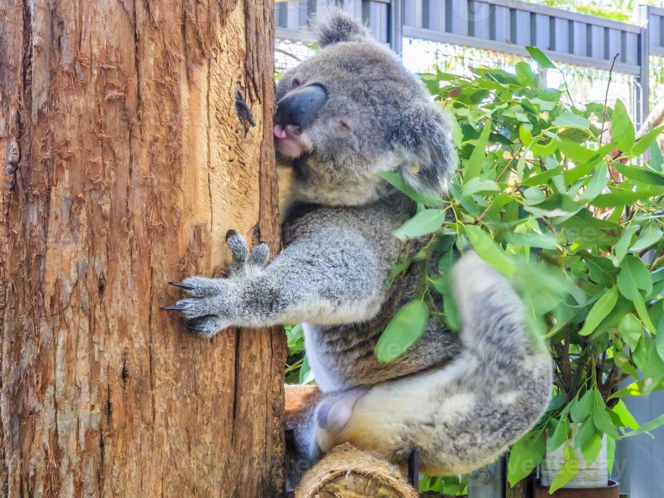 koala beer in Australië klampt zich vast naar boom foto
