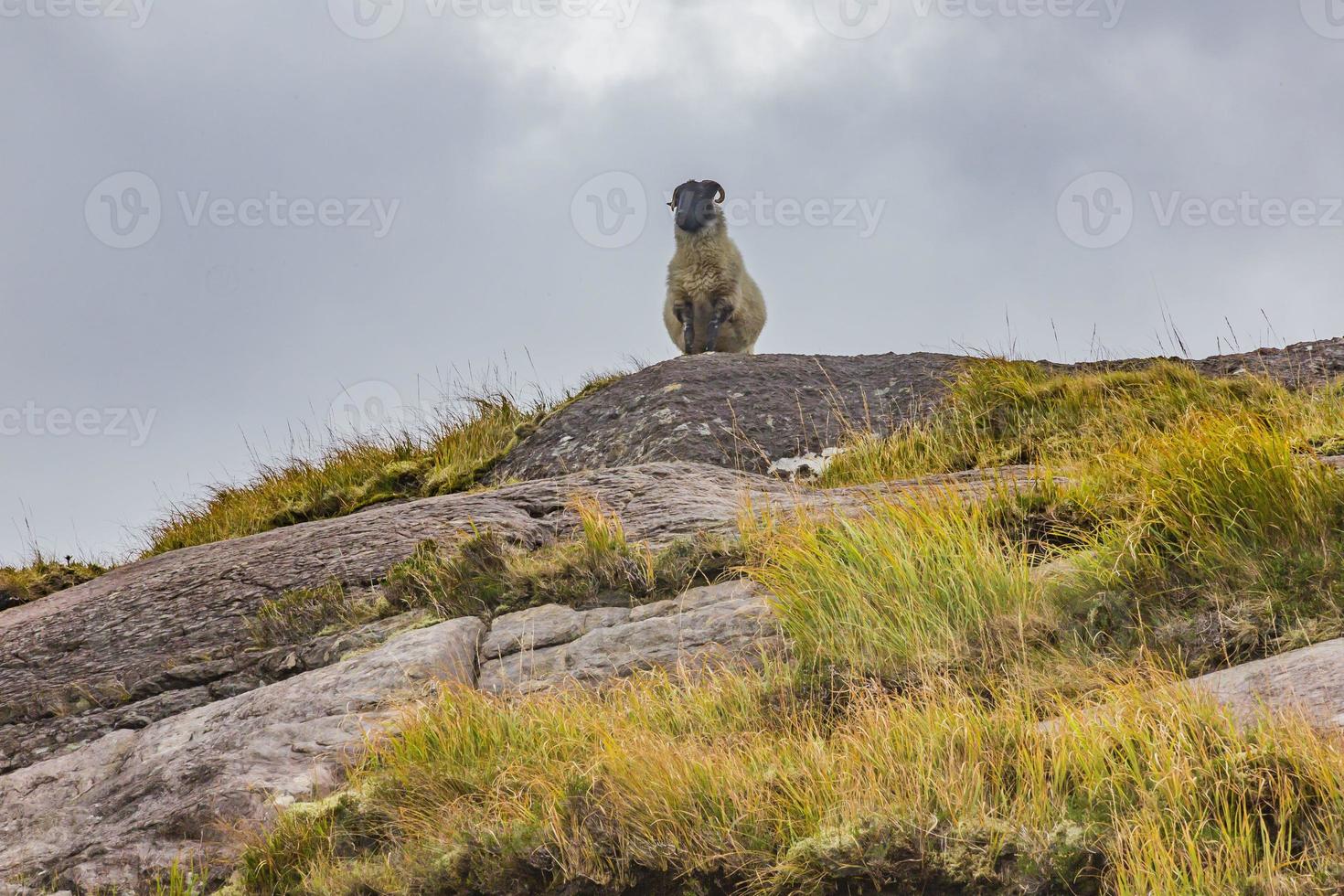 schapen staand Aan een rots in Ierland foto