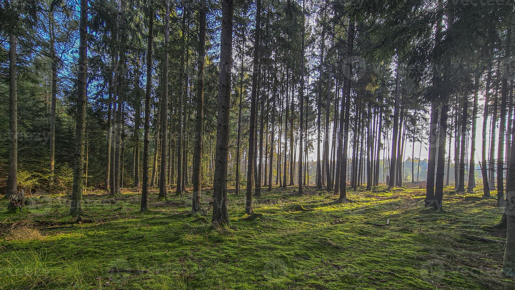 afbeelding van een dicht pijnboom Woud met laag staand ochtend- zon tegen de licht foto