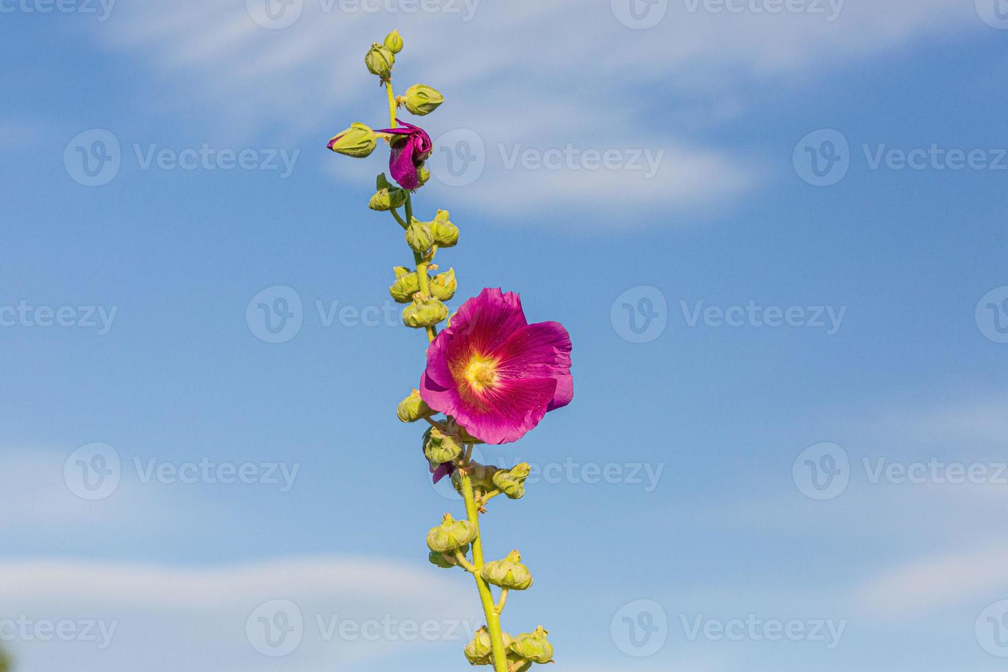 afbeelding van een hommel verzamelen nectar van een stokroos foto