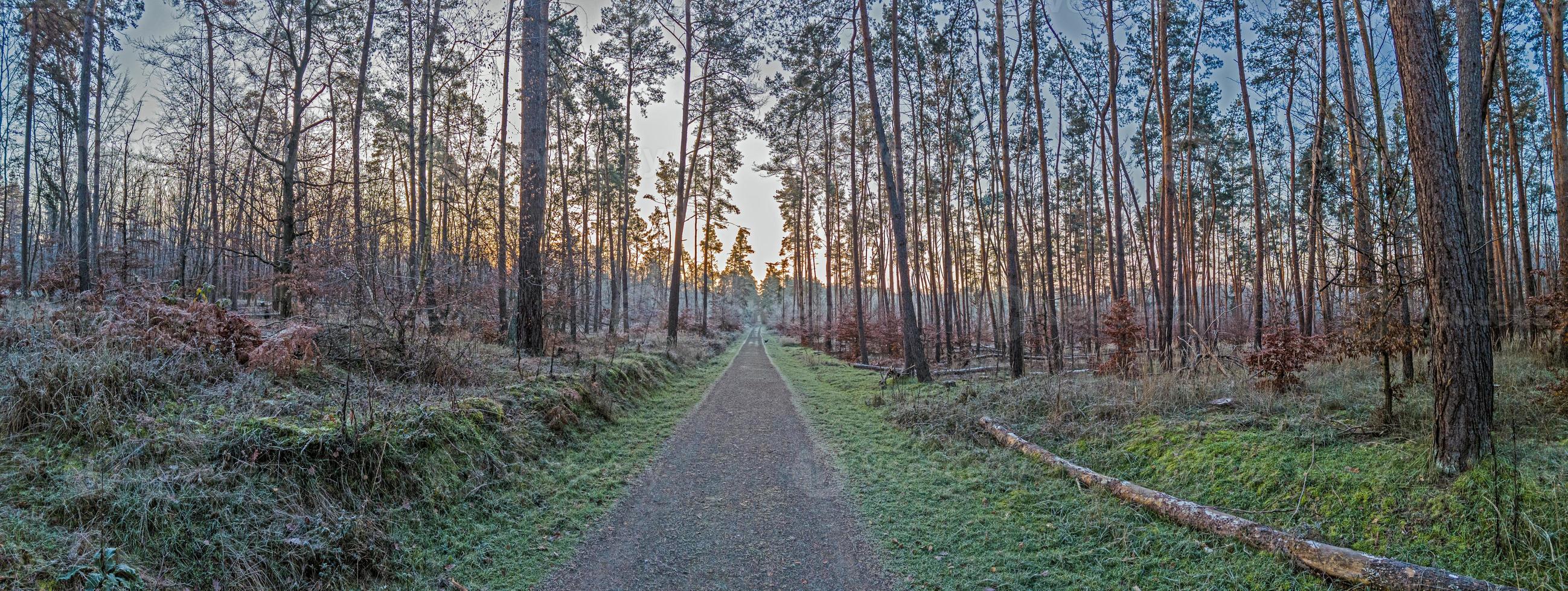 beeld van een voetpad door een winters Woud foto