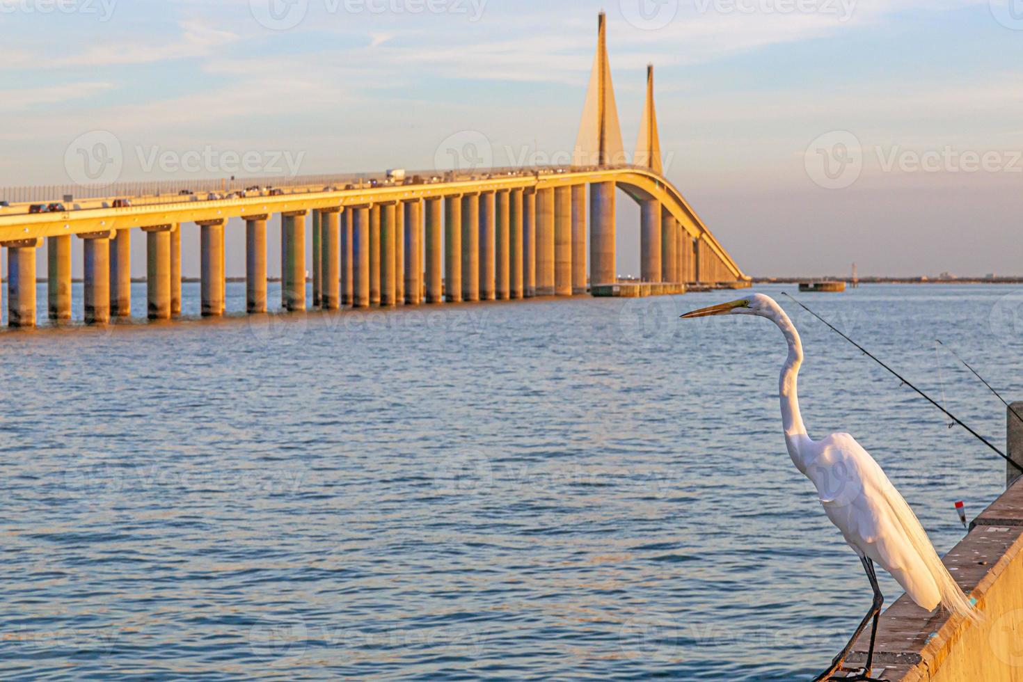 beeld van kraan zittend Aan muur in voorkant van tampa baai brug foto