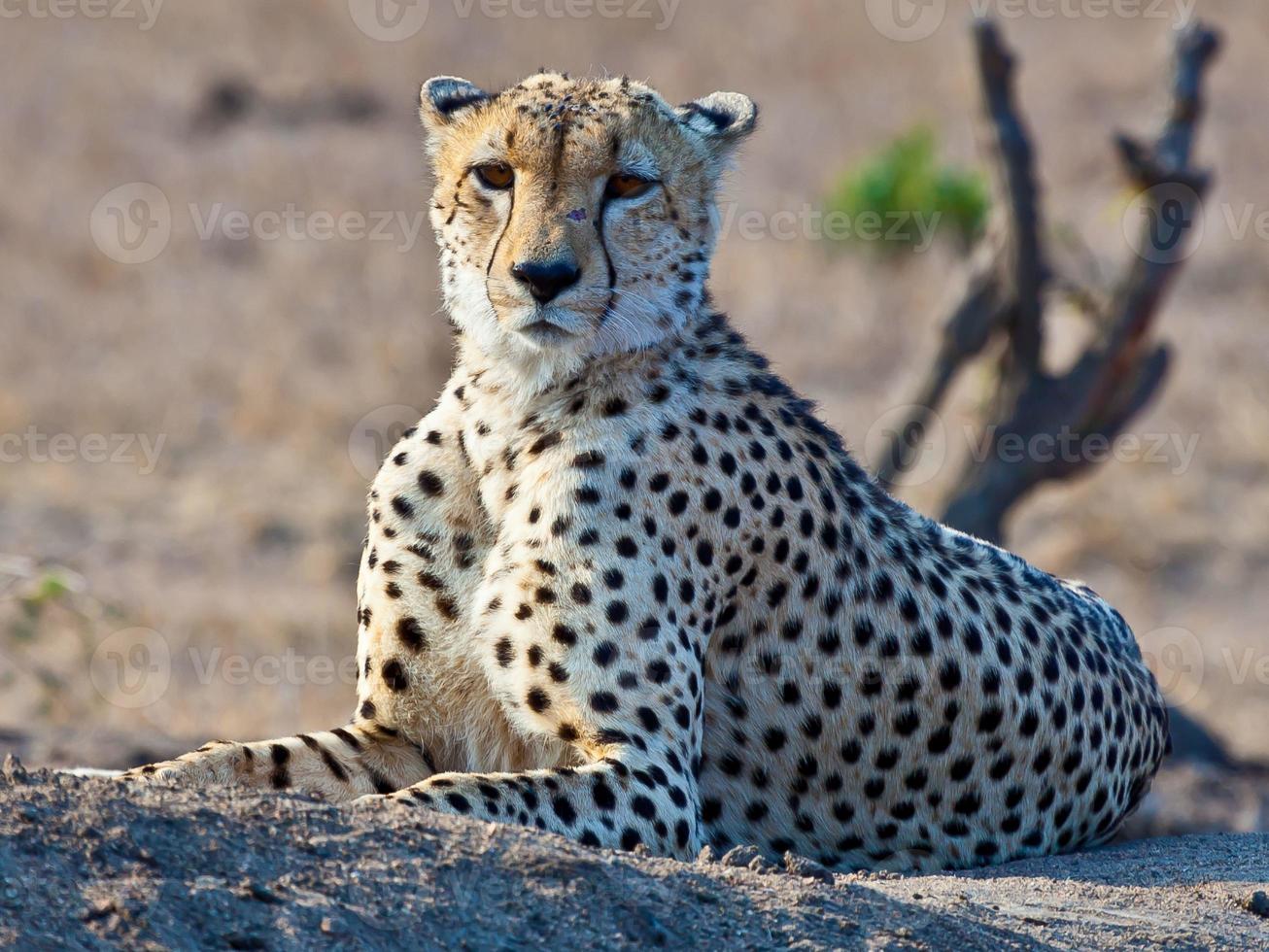 Jachtluipaard in Kruger nationaal park in zuiden Afrika foto