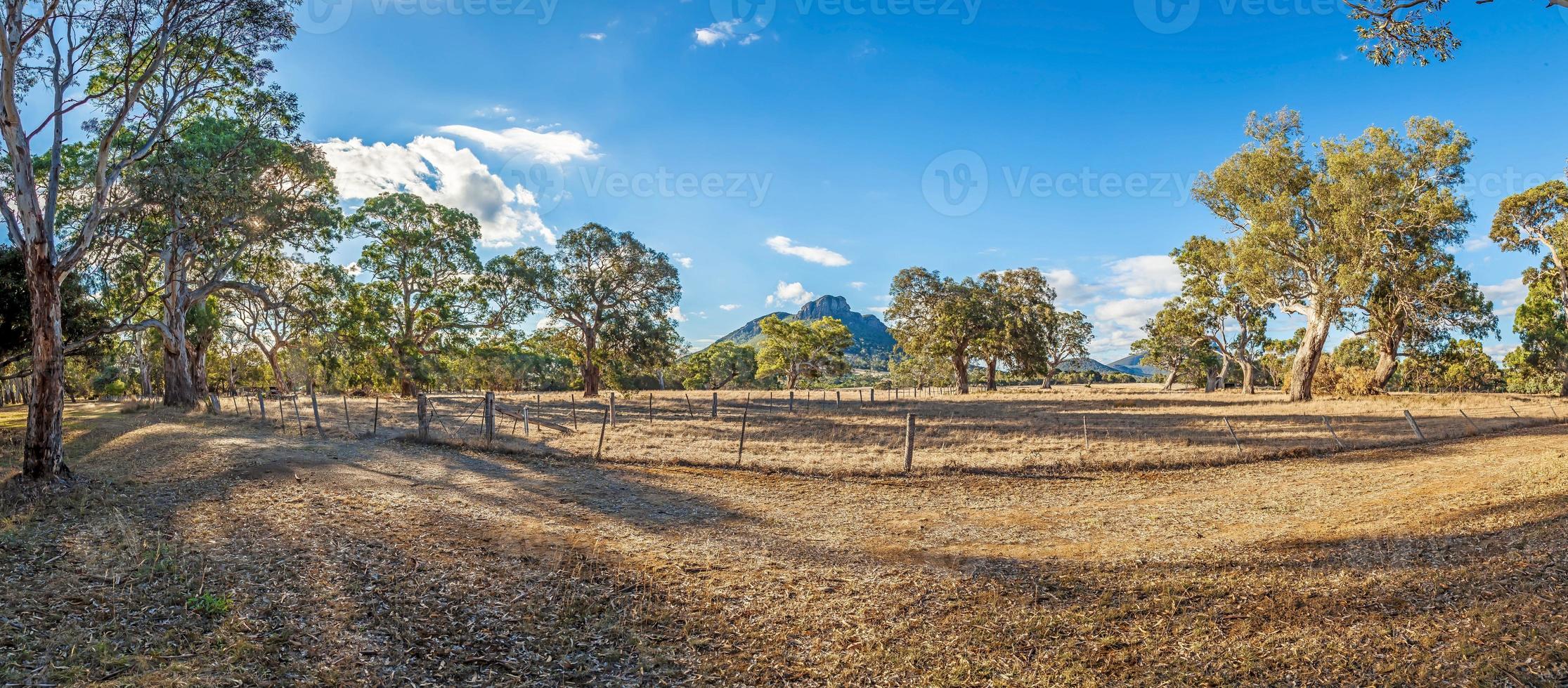 afbeelding over typisch landschap in Australië met eucalyptus bomen foto