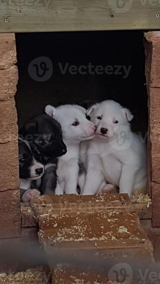 afbeelding van een groep van schor puppy's op zoek merkwaardig uit van een hondehok in een schor station foto