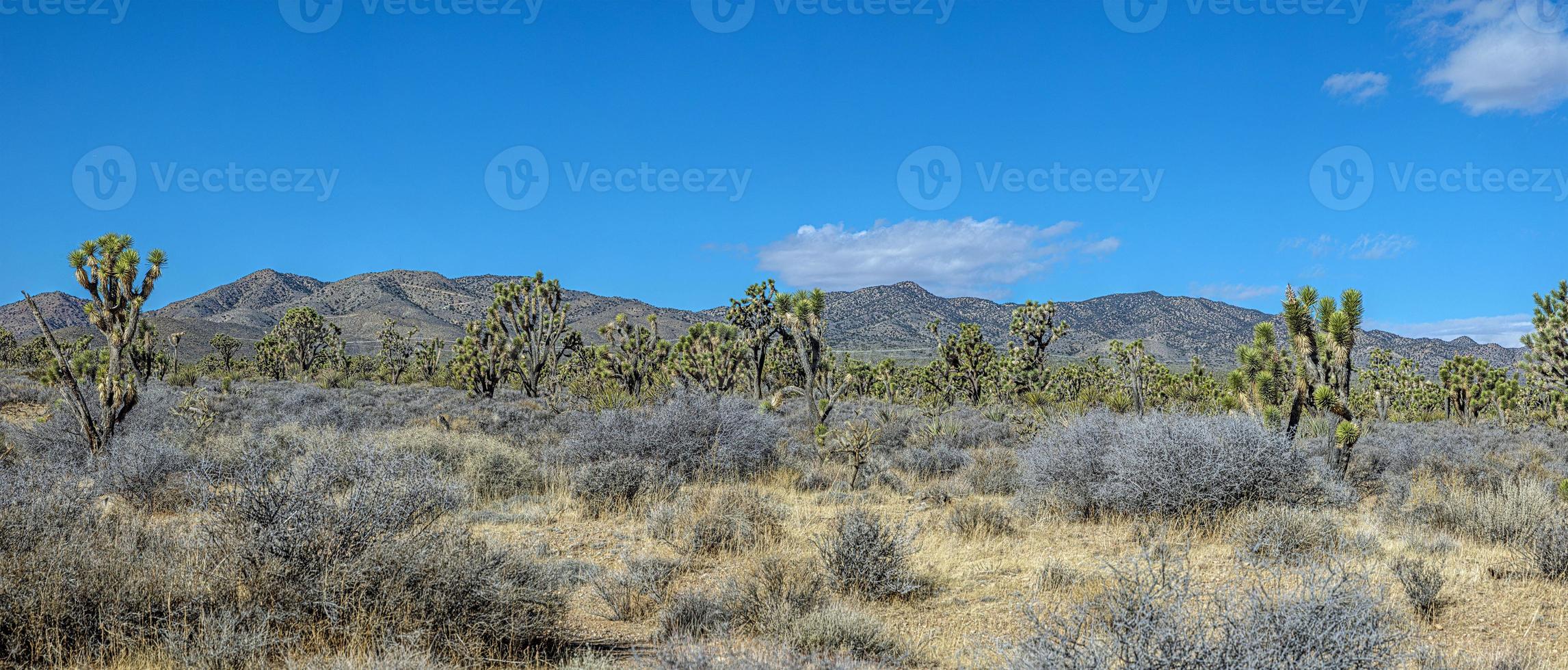 panoramisch beeld over- zuidelijk Californië woestijn met cactus bomen gedurende dag foto