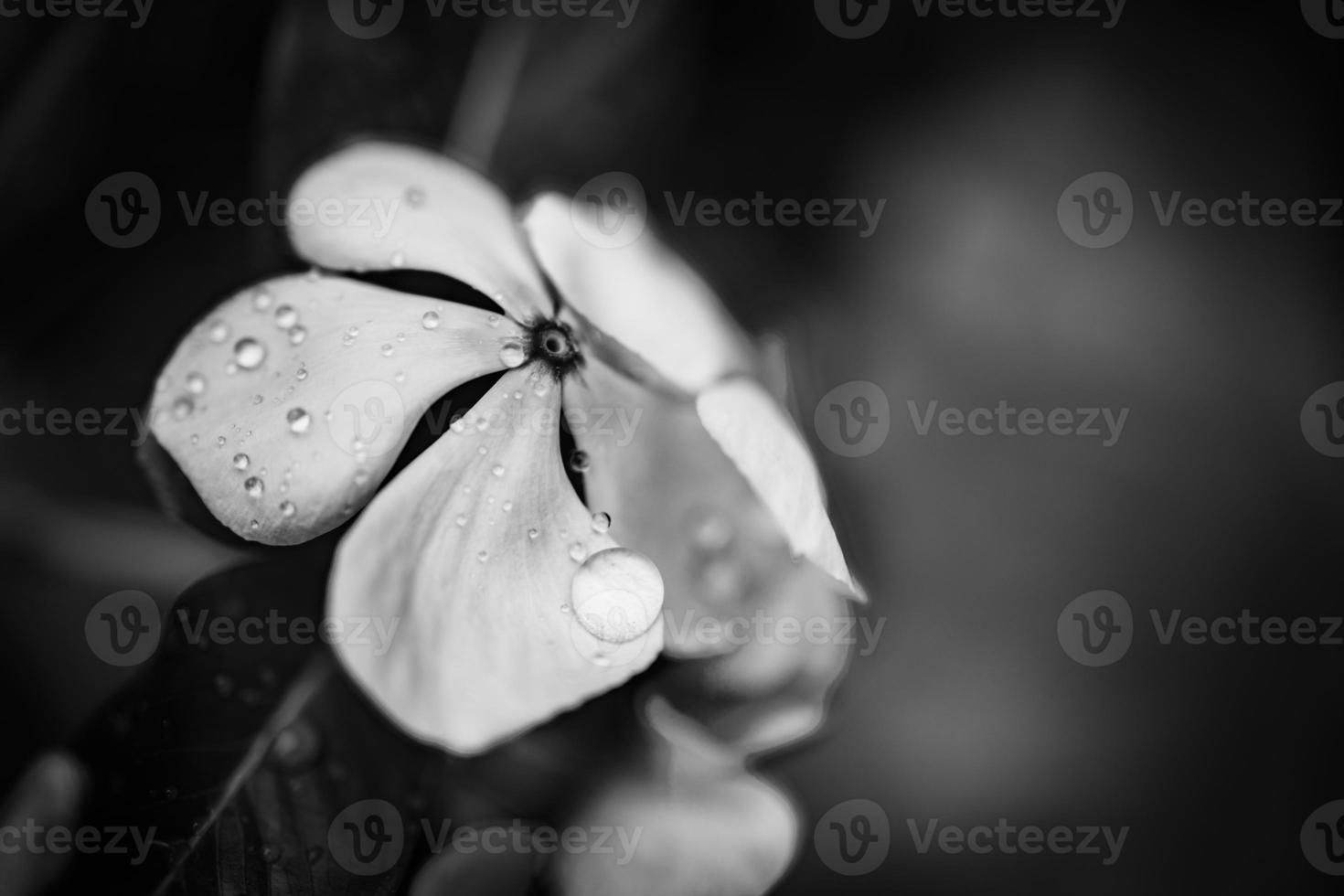 artistiek detailopname van zwart en wit flox bloem met regen druppels. dramatisch meditatief inspirerend eenzaamheid donker bloemen achtergrond. bloeiend natuur Aan abstract natuurlijk gebladerte. exotisch tropen foto