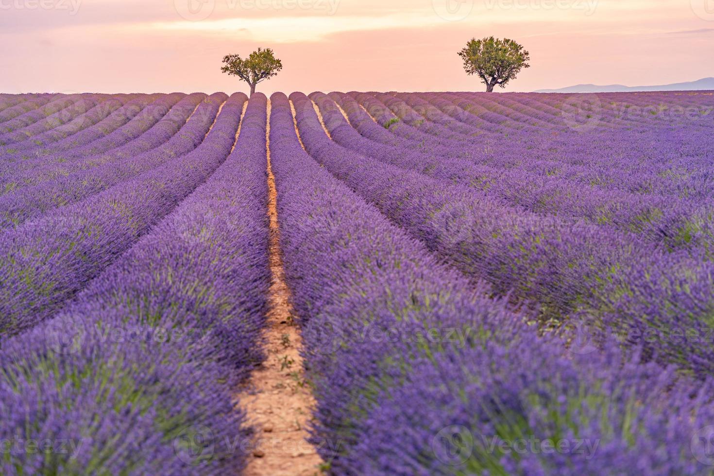 lavendel veld- zomer zonsondergang landschap in de buurt valensole. Provence, Frankrijk. geweldig natuur landschap, artistiek zonsondergang licht met wazig achtergrond, inspirerend natuur visie. mooi vredig tafereel foto