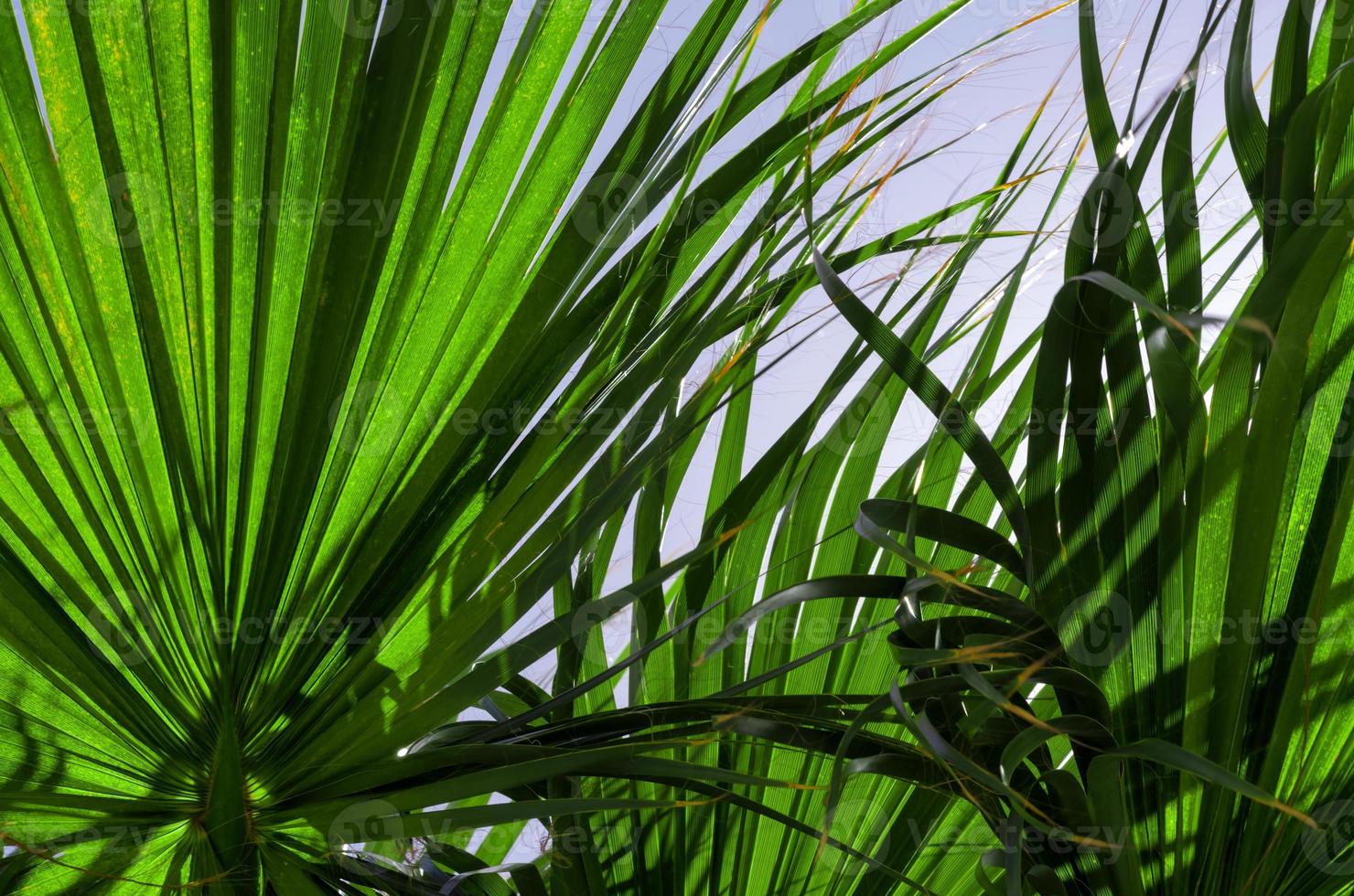 vers palm boom takken bodem visie foto