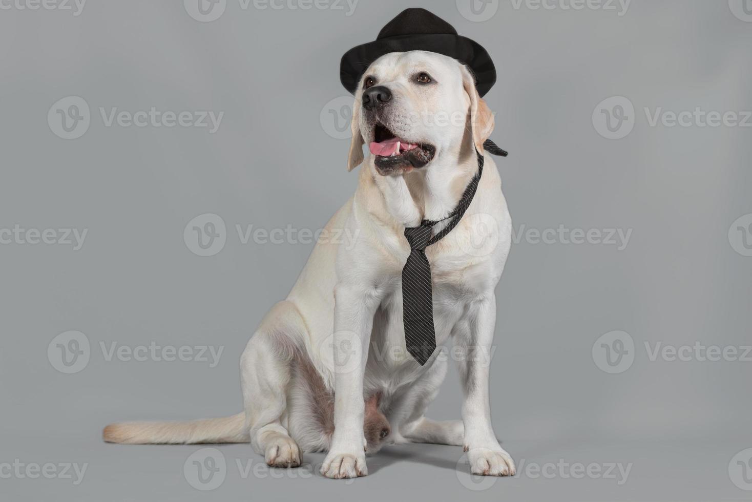 reekalf labrador mannetje in een zwart hoed en stropdas zit Aan een studio achtergrond foto