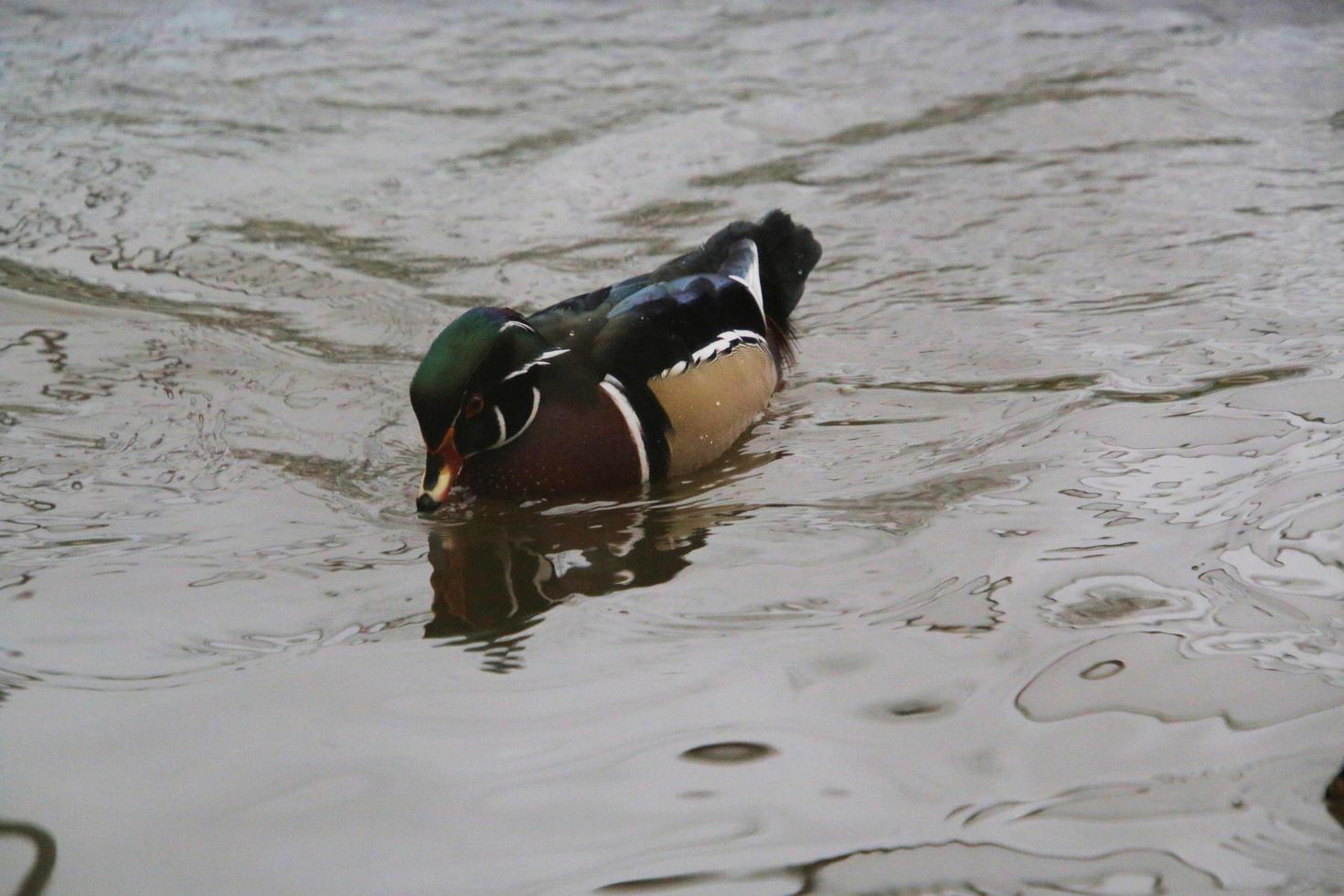 zicht op een boseend op het water foto