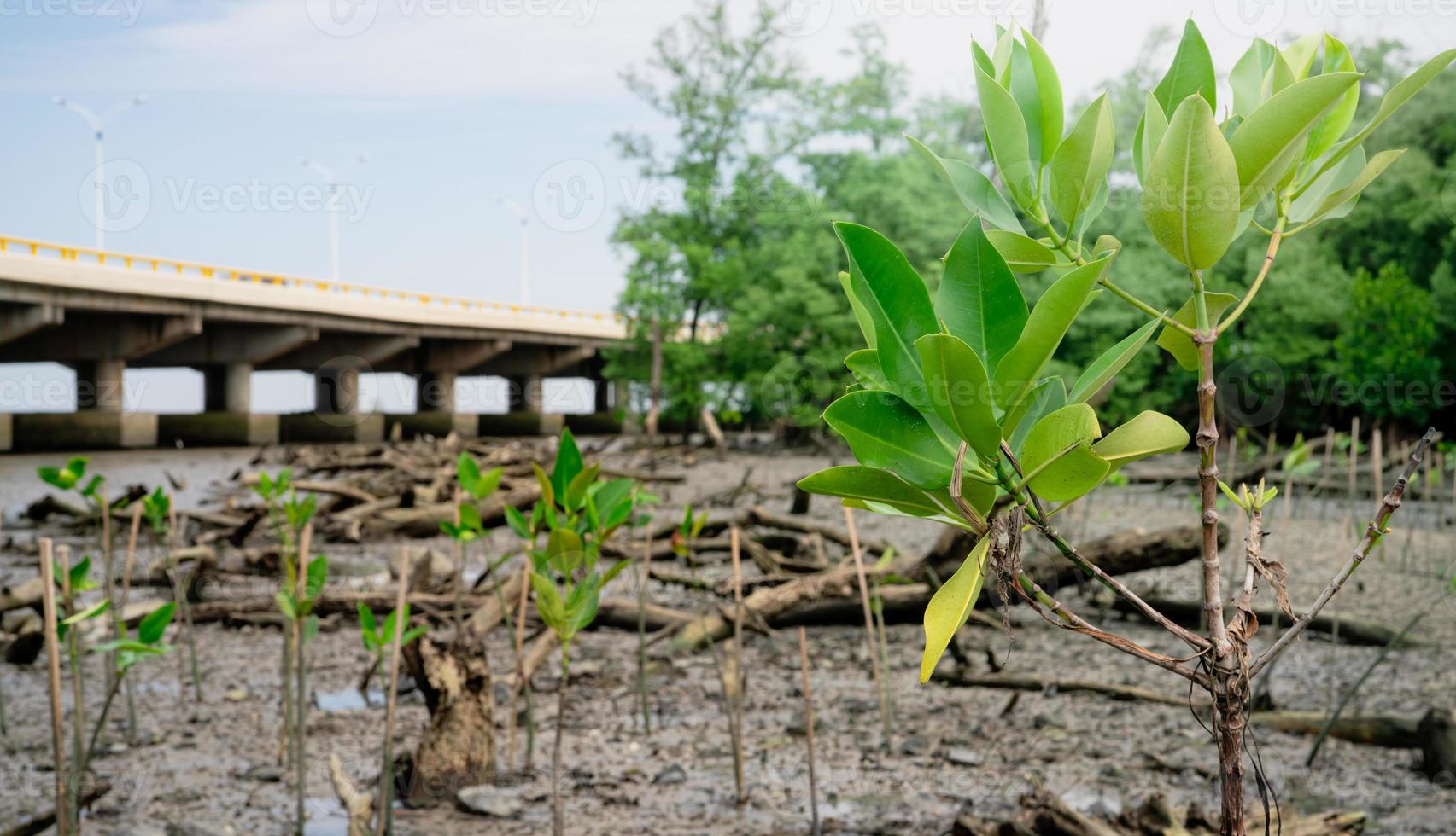 groen mangrove boom aanplant in mangrove Woud. mangrove ecosysteem. natuurlijk koolstof zinkt. mangroven vastleggen co2 van de atmosfeer. blauw koolstof ecosystemen. mangroven absorberen koolstof dioxide uitstoot. foto