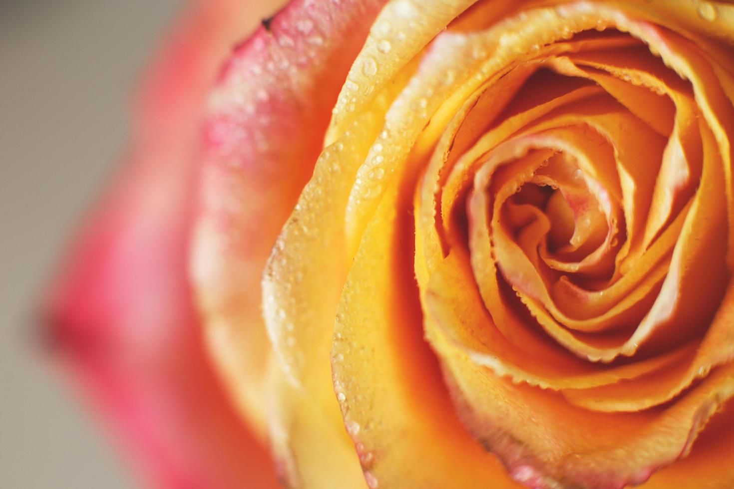 rood en geel roos met druppels og water detailopname. bloem achtergrond foto