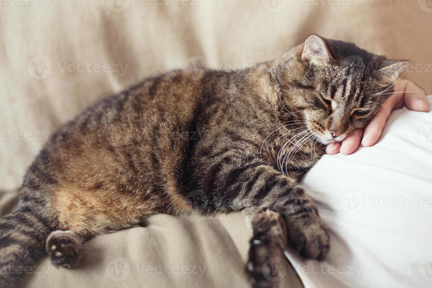 schattig grijs huiselijk kat is slapen Aan de borst van de eigenaar foto