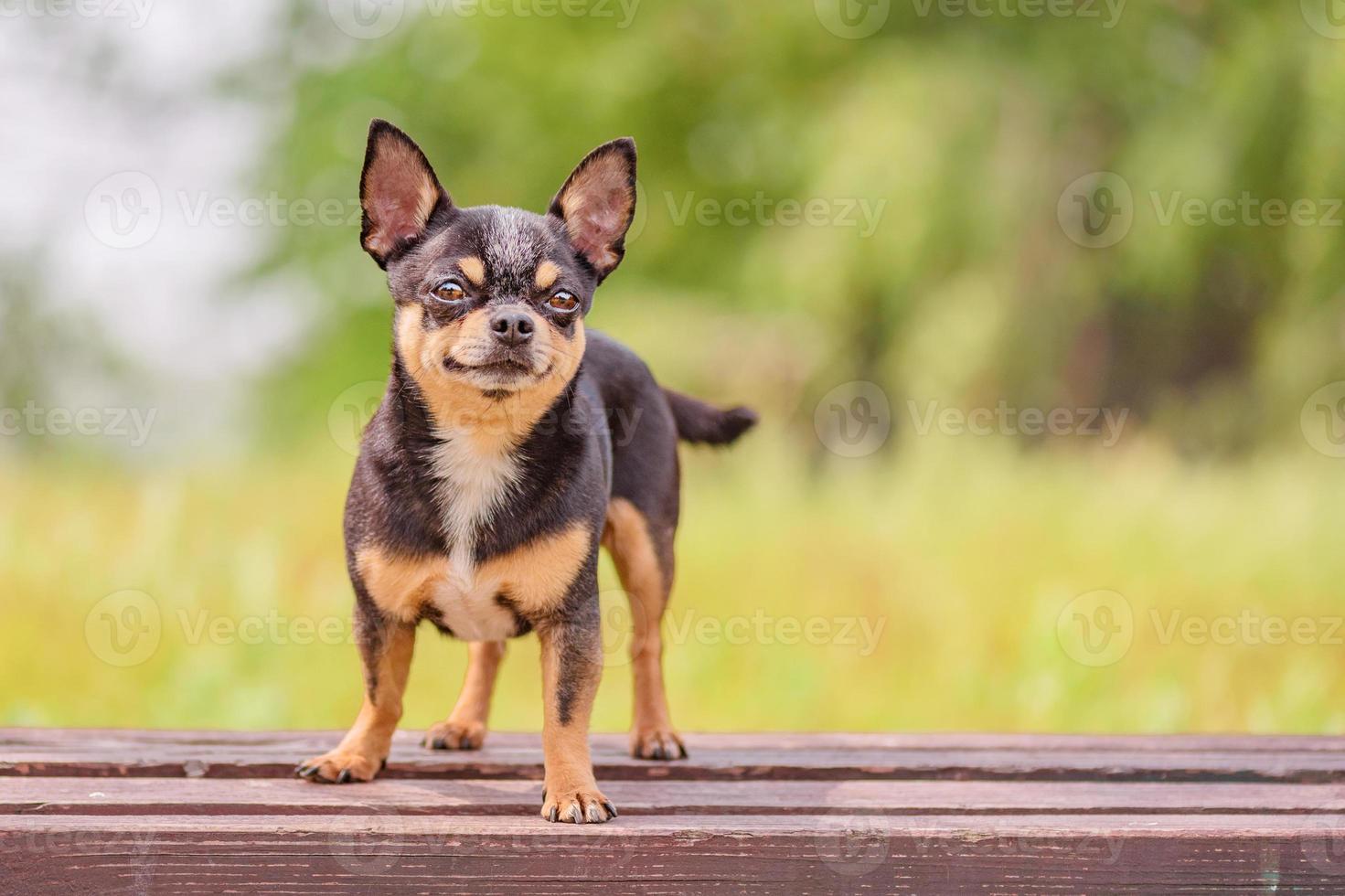 een chihuahua hond staat Aan een houten bank tegen de achtergrond van natuur. dier, huisdier. foto