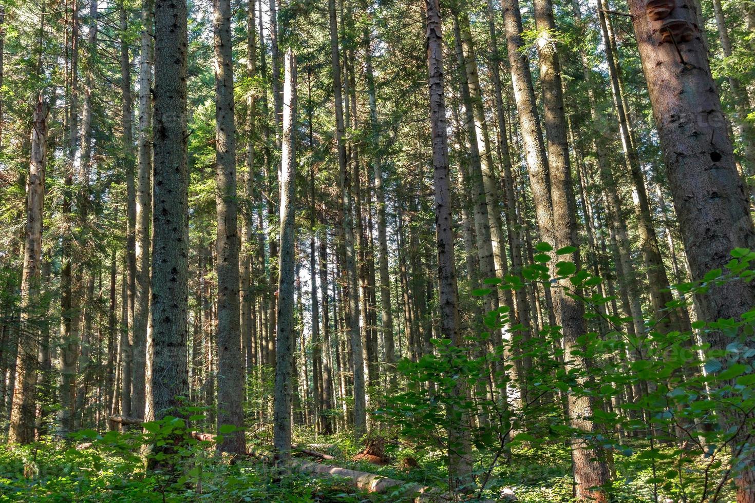 herfst bos bomen. natuur groen hout zonlicht achtergronden foto