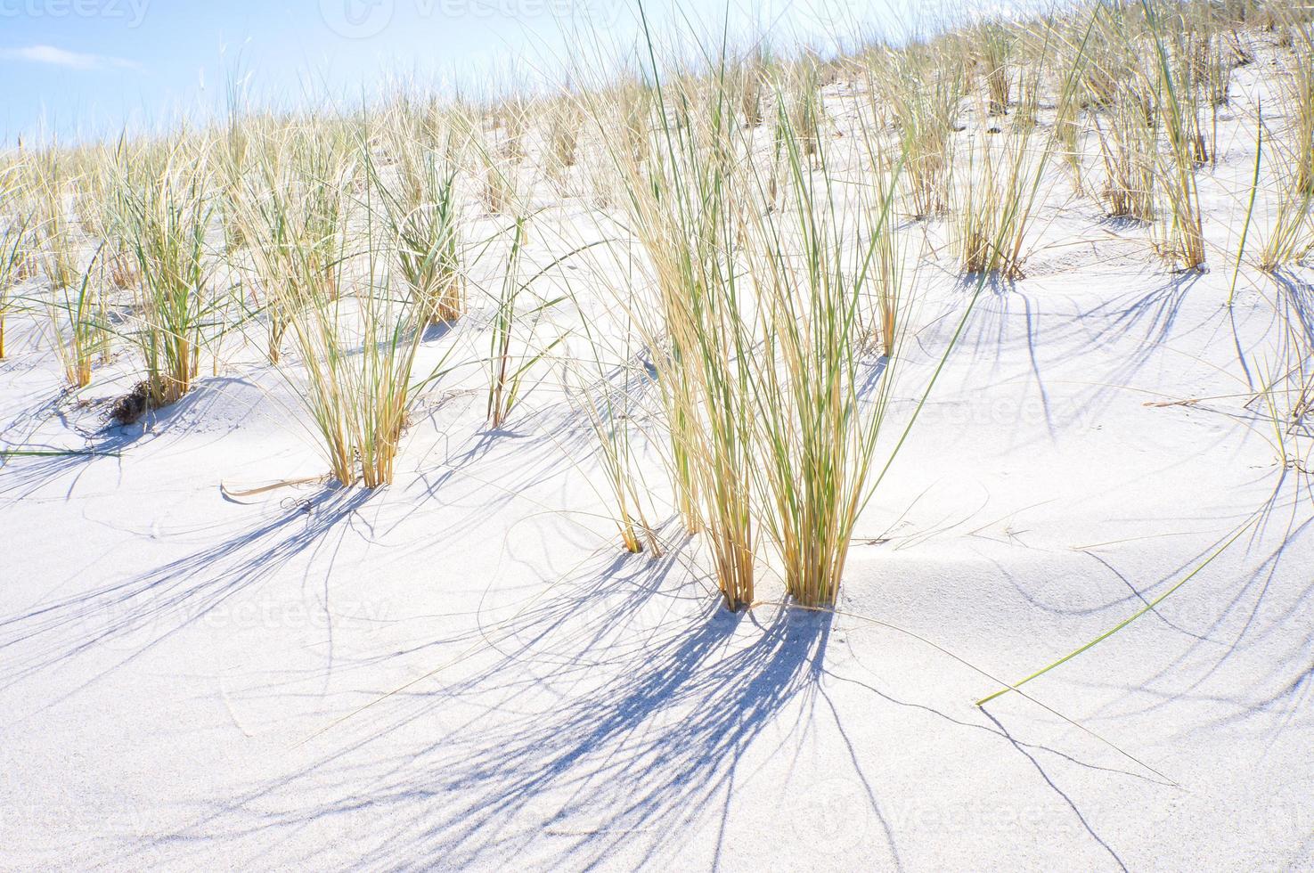 duin Aan de strand van de Baltisch zee met duin gras. wit zanderig strand Aan de kust foto