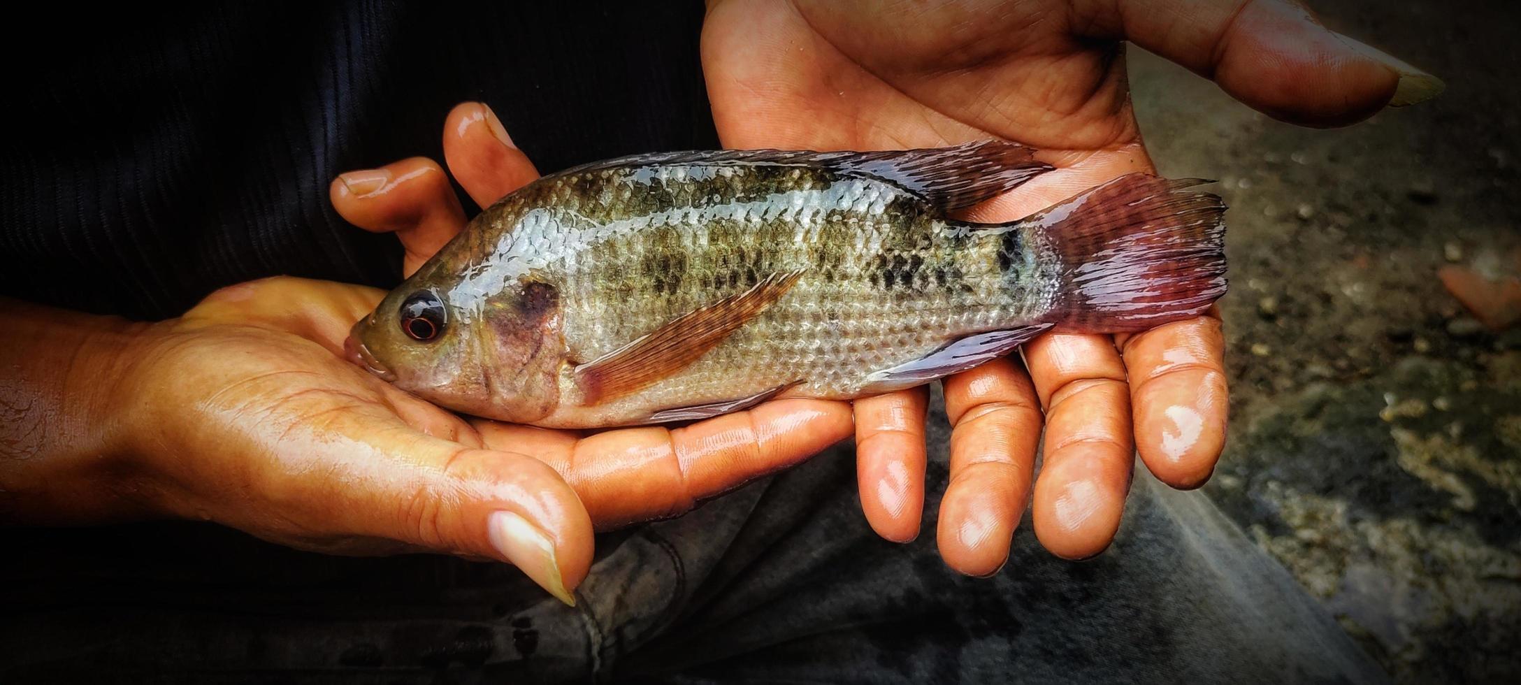 Mens Holding oreochromis mosambicus vis, tilapia of mujair vis. vers oreochromis mosambicus is heel groot in grootte klaar naar worden op de markt gebracht foto