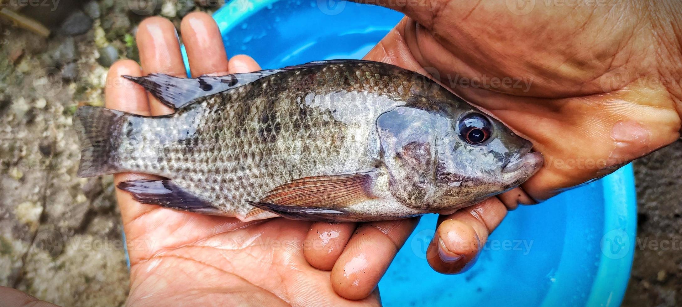 Mens Holding oreochromis niloticus vis of tilapia. vers oreochromis niloticus is heel groot en klaar naar worden op de markt gebracht foto