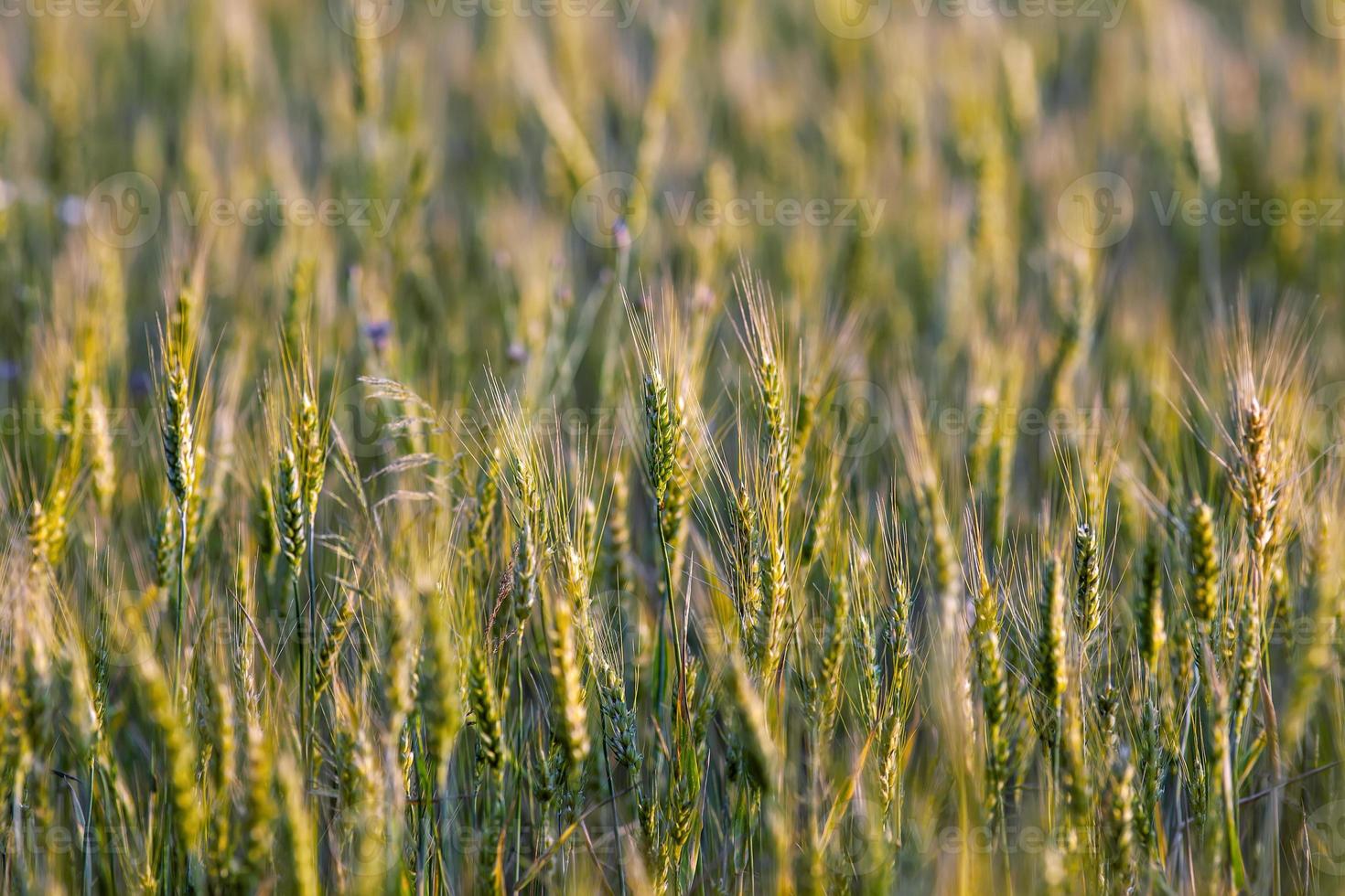 vers voorjaar groen en geel tarwe veld- oren foto