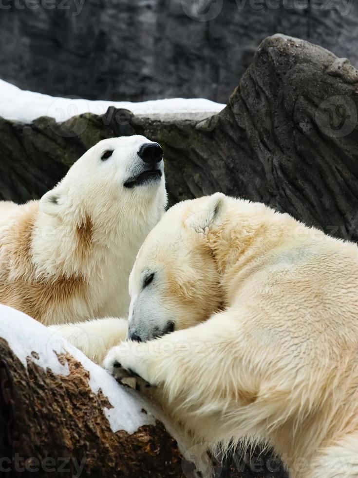 twee polair bears foto