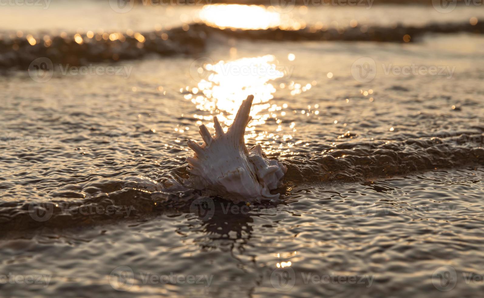 zee schelp leugens Aan de zanderig strand foto