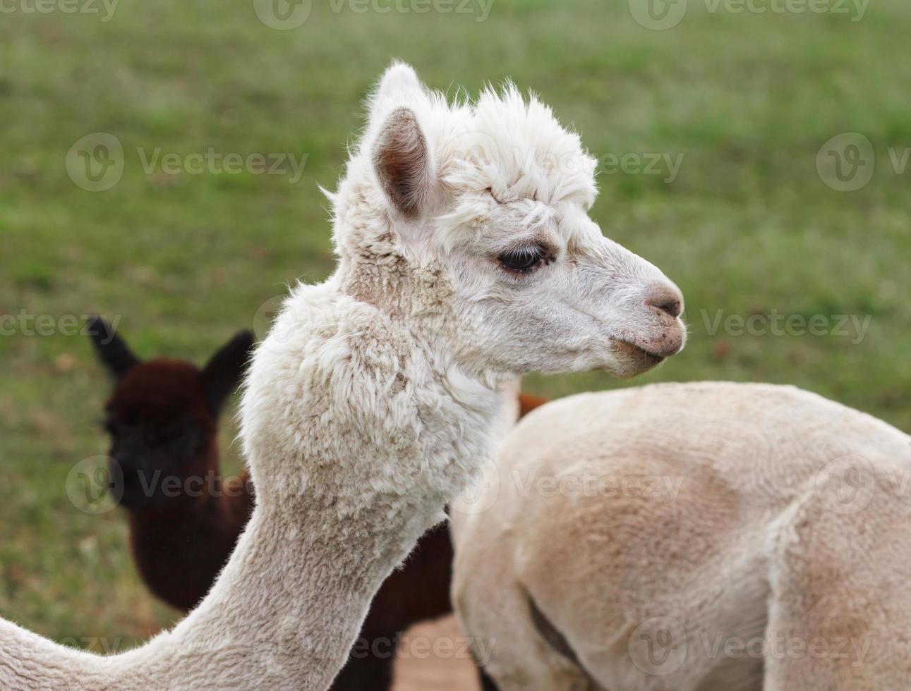 dichtbij omhoog van alpaca Aan de boerderij foto