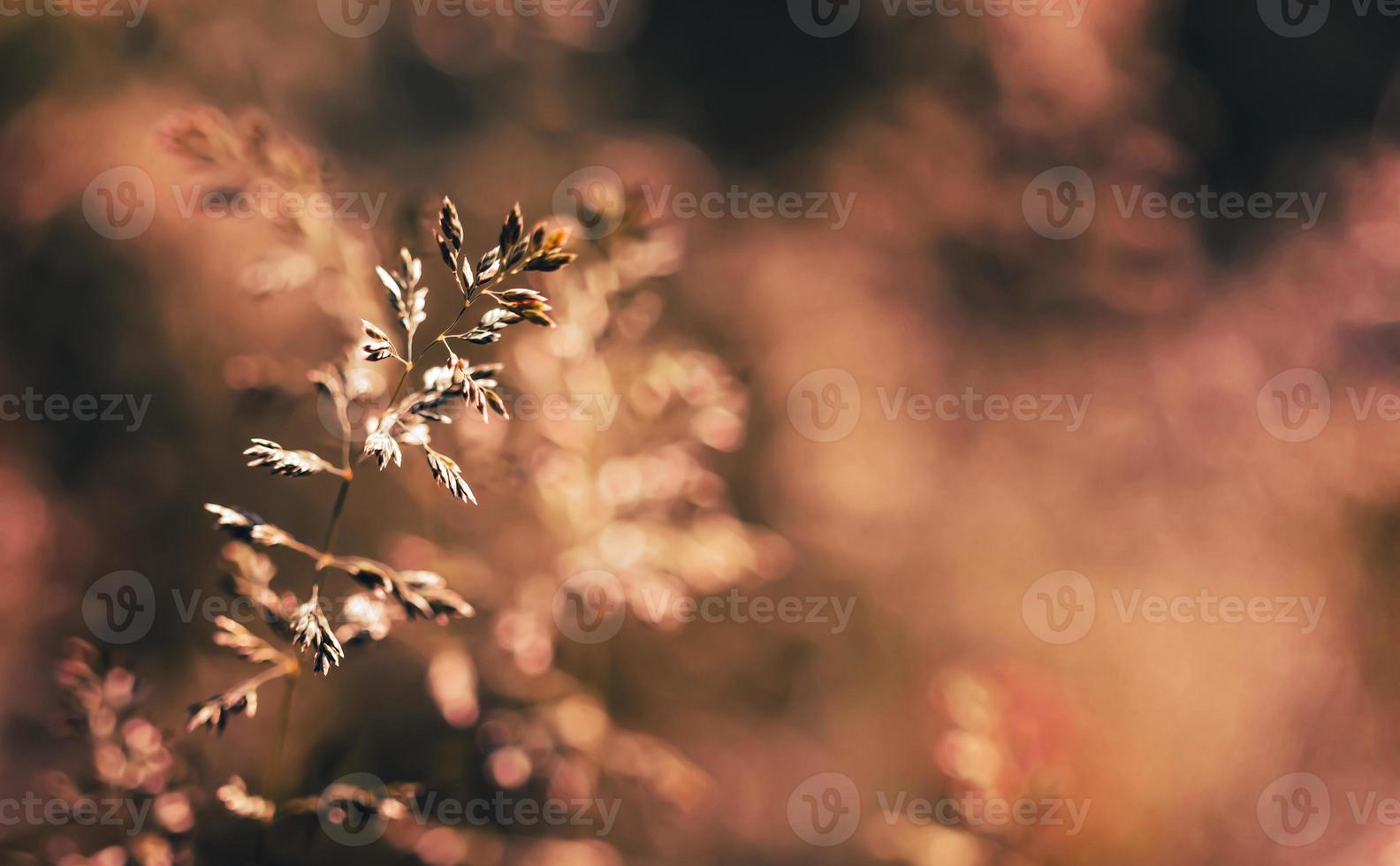 wild gras Aan een zon licht foto