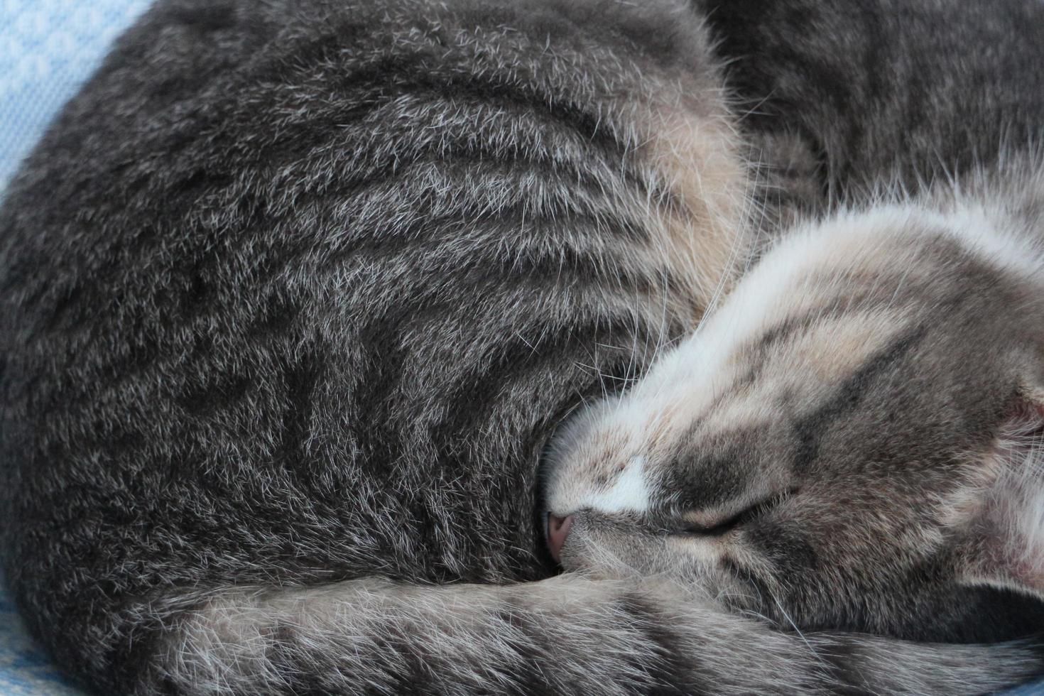 zoet droomkat gekruld omhoog slapen grijs gestreept foto