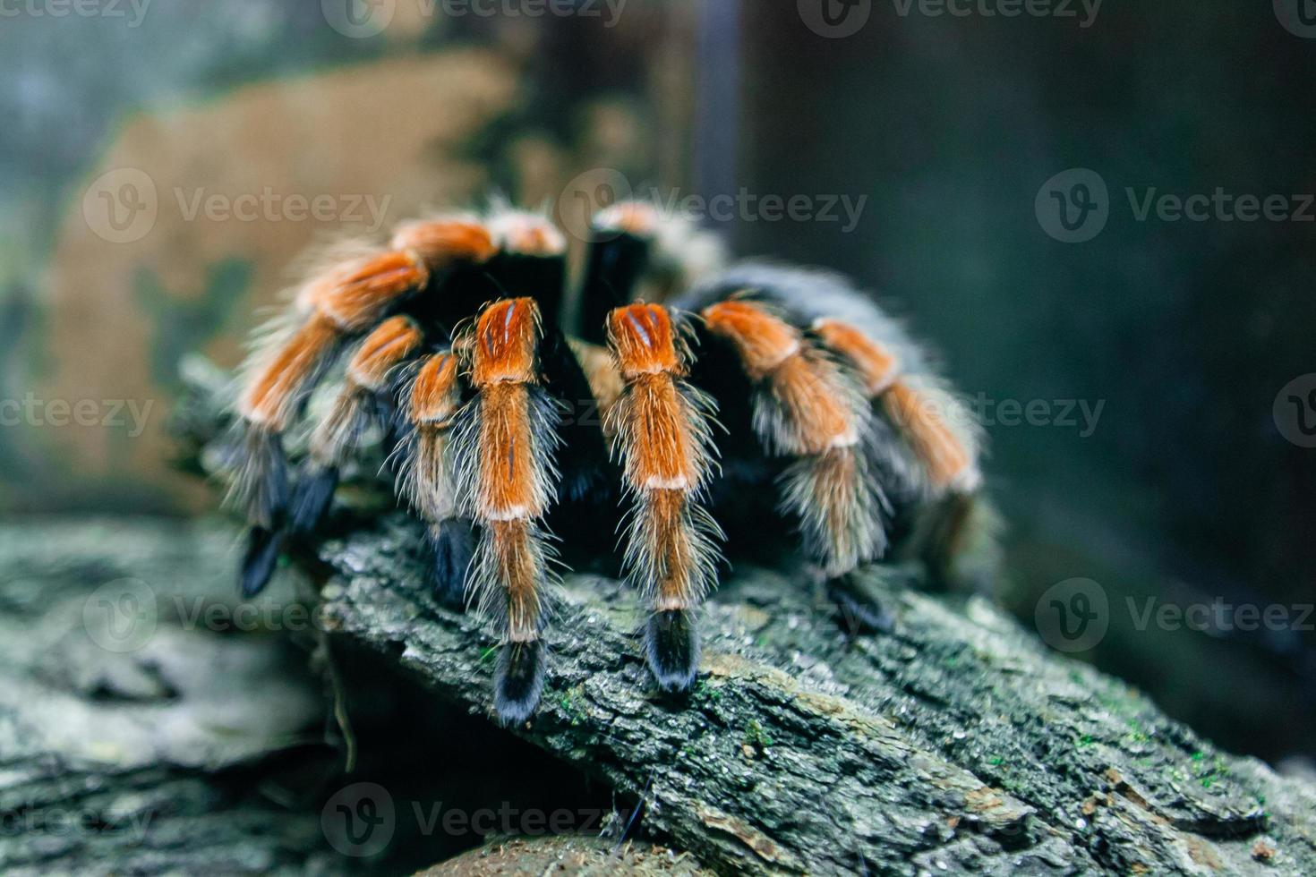 spin tarantula dichtbij omhoog foto