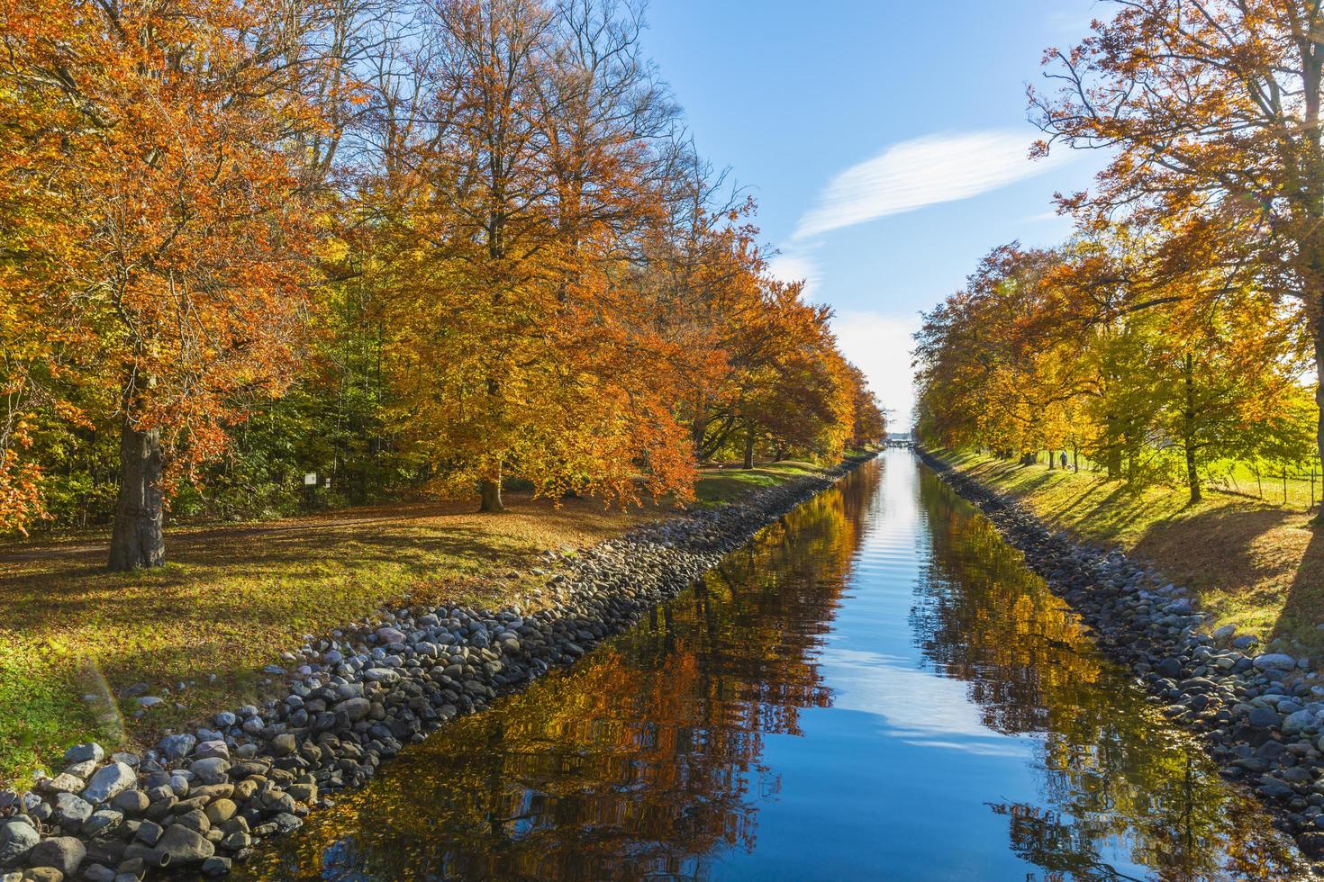 esdoorns dichtbij waterlichaam foto