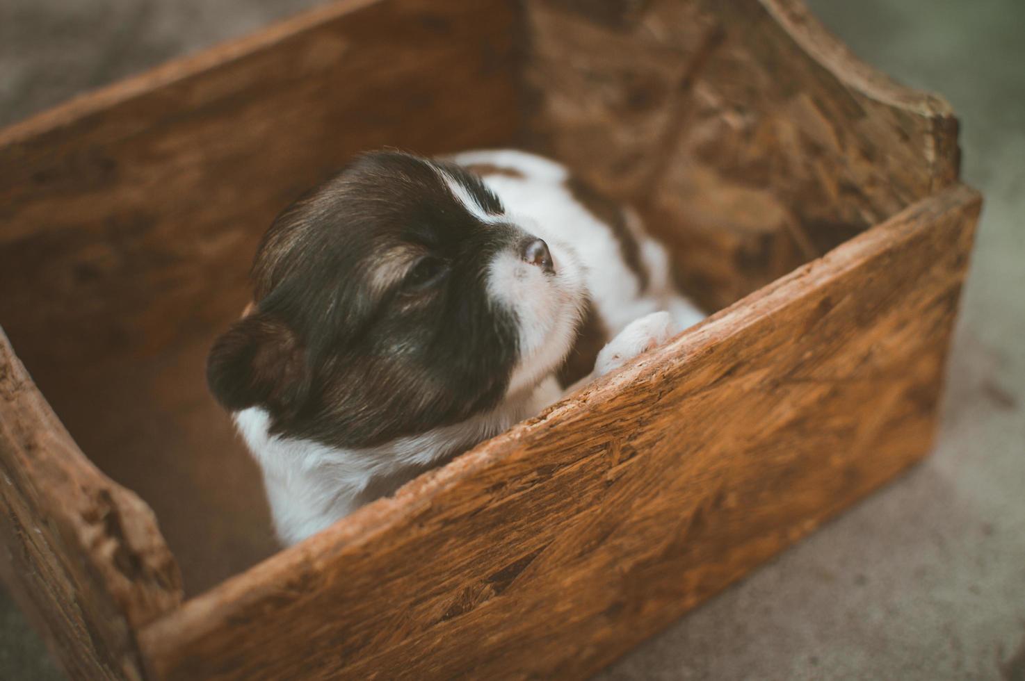 zwart-wit puppy in bruine houten doos foto