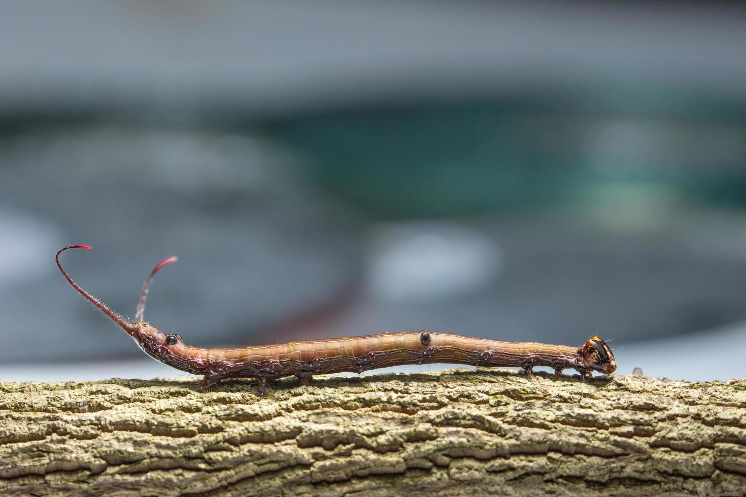 worm op een boom, macro foto