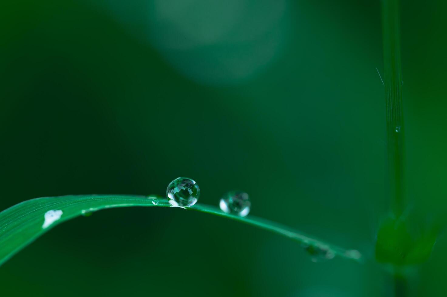 waterdruppels op een plant foto