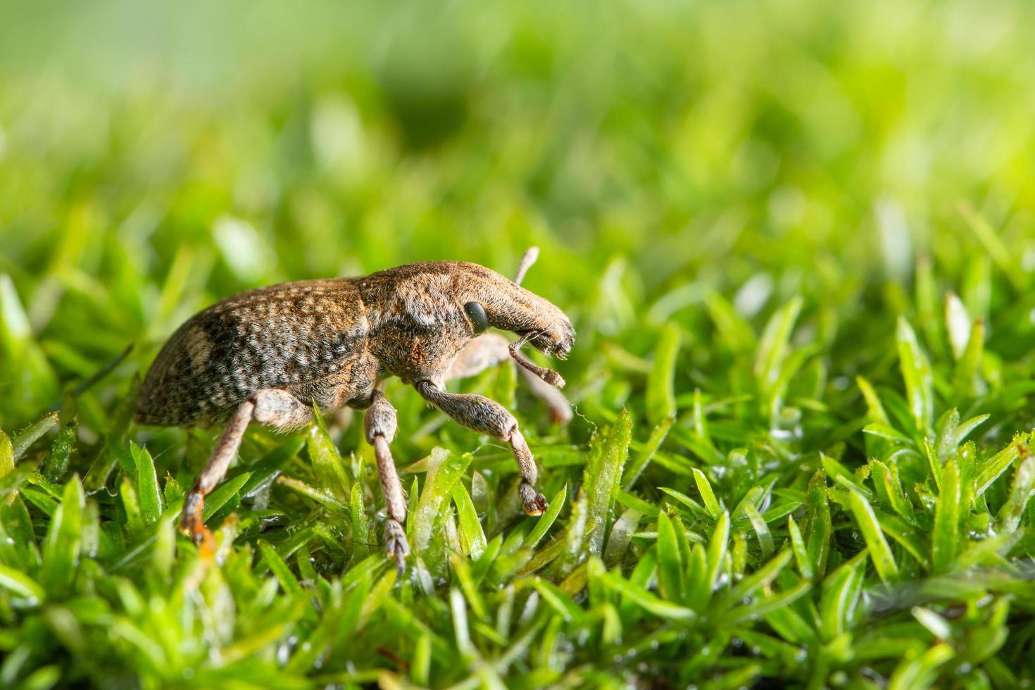 kever op gras, macro foto