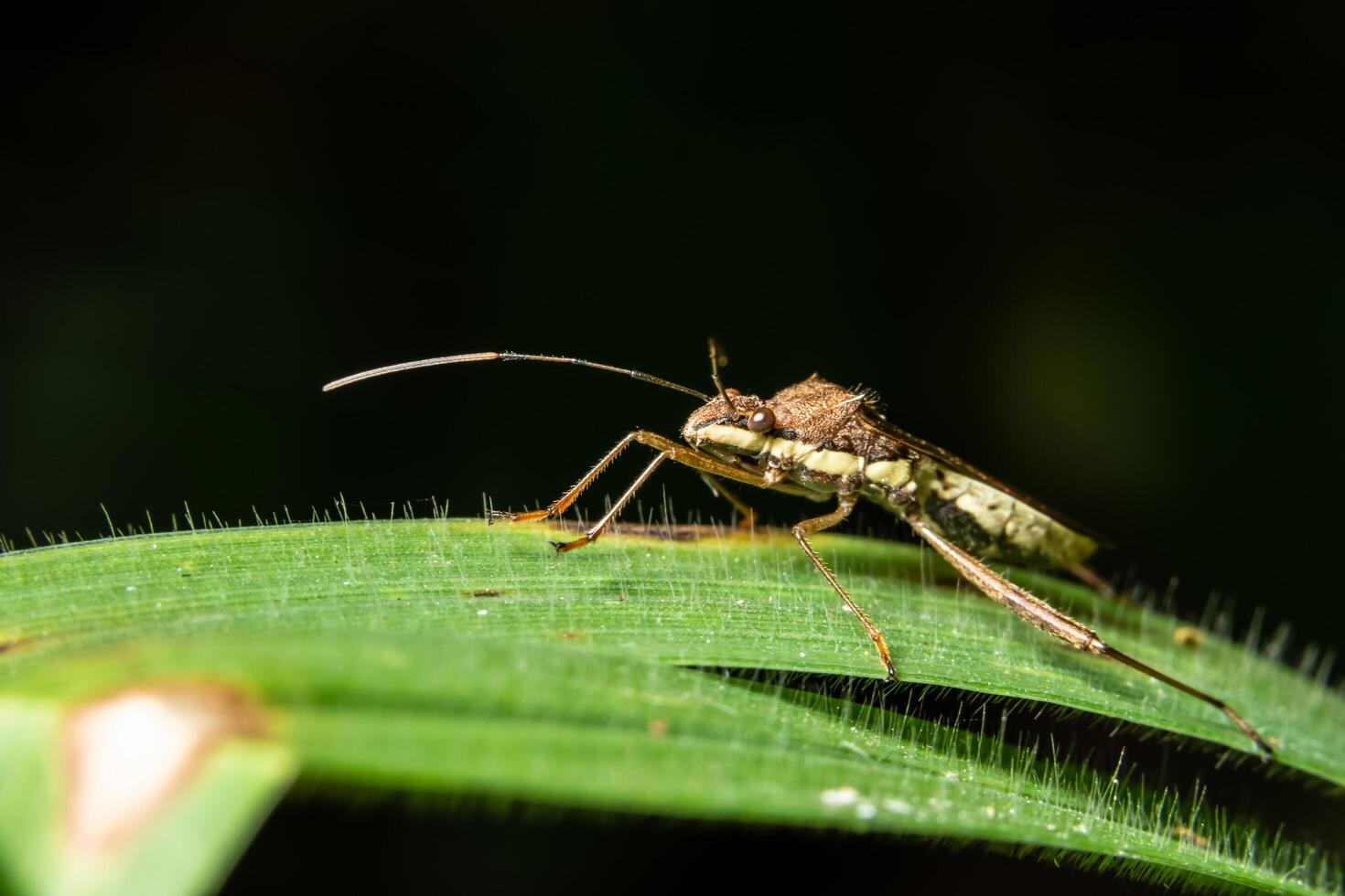 assassin bug op een plant, close-up foto