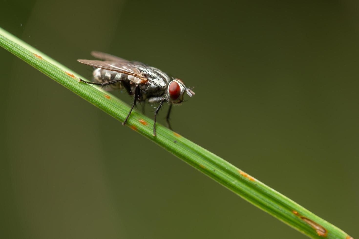 vliegen op een blad foto