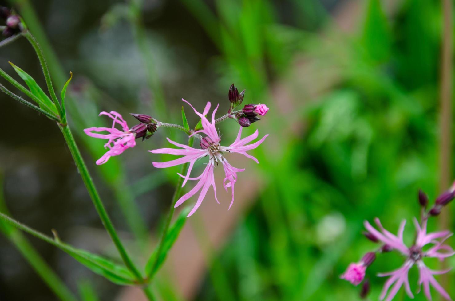 fabriek koekoek kleur , wilde bloemen roze klein foto