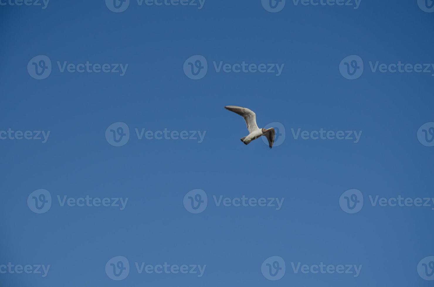 een zeemeeuw in de lucht. de achtergrond van de lucht is blauw met een vogel foto