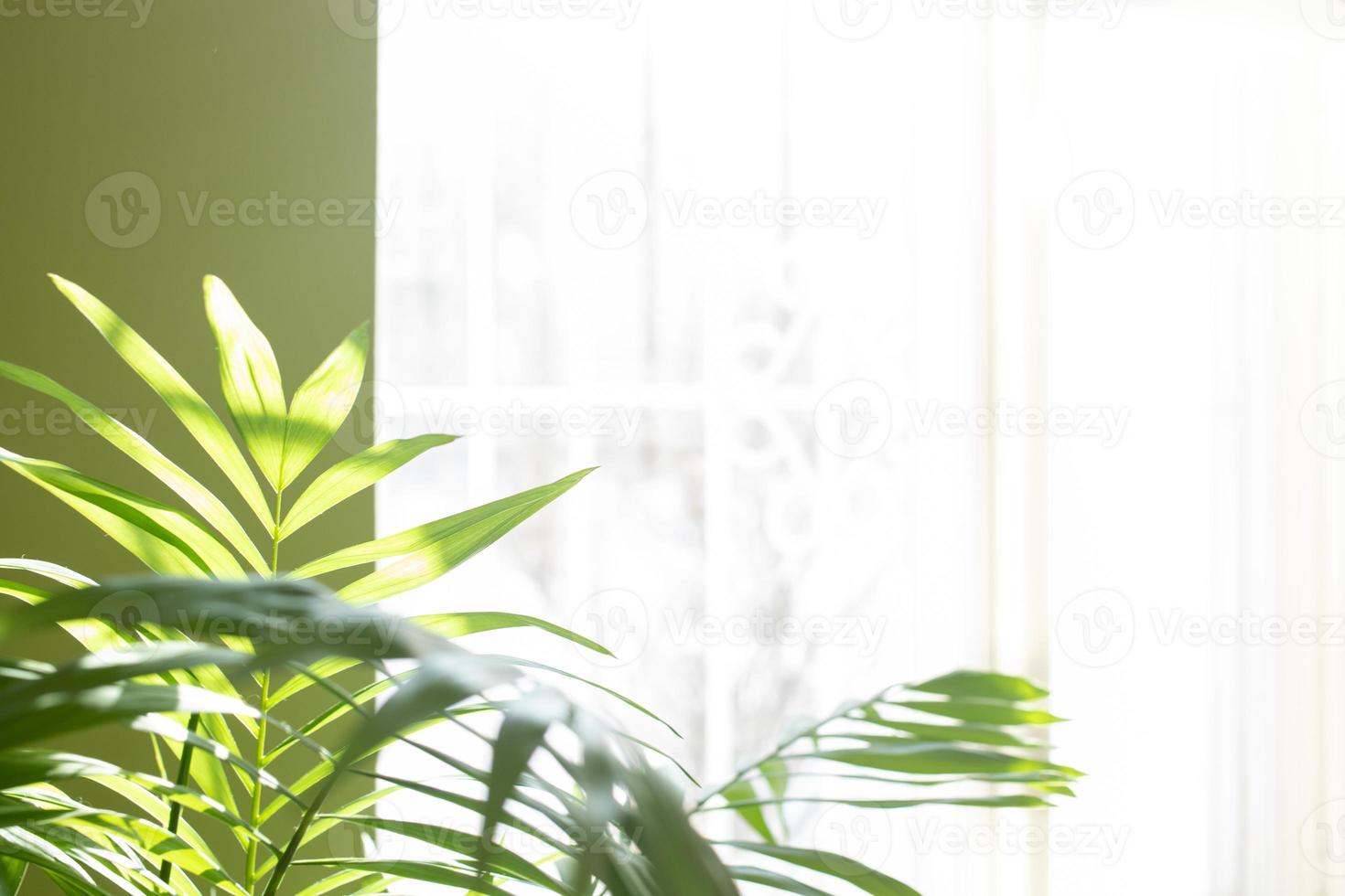 groen huis fabriek - tropisch palm in kamer in de buurt zonovergoten venster. wazig huis tuin achtergrond. kopiëren ruimte. zacht focus. foto