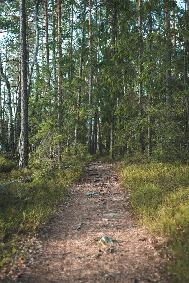 wandelpad in het bos foto