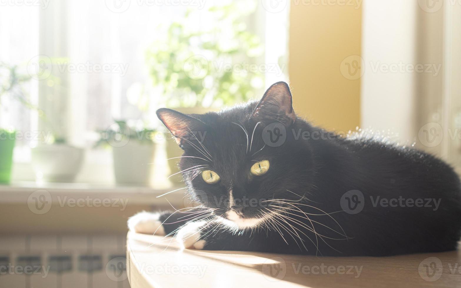 grappig zwart kat is aan het liegen Aan tafel in de buurt venster met groen huis planten en genieten in zon. foto