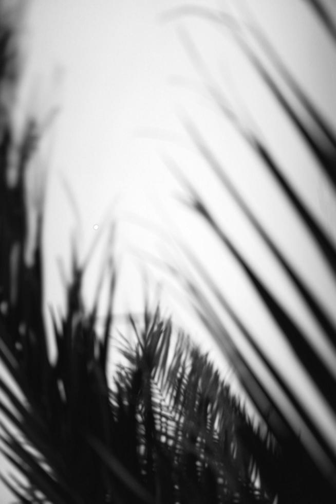 zwart-wit blad abstract foto