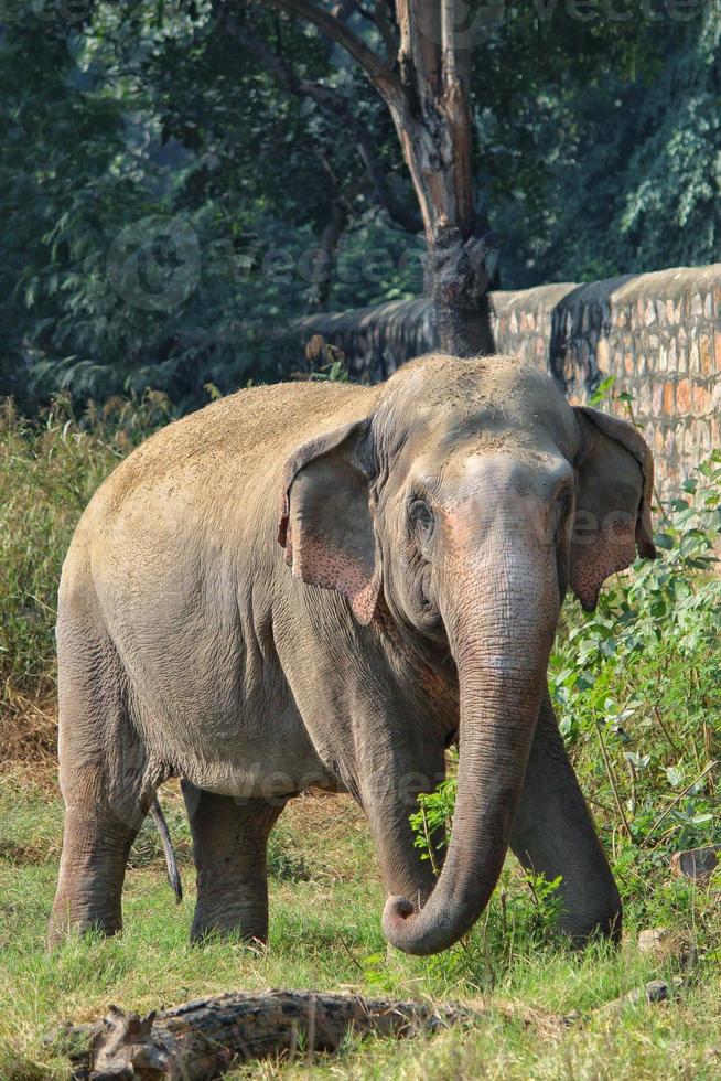 verticaal schot van een aanbiddelijk olifant in de dierentuin foto