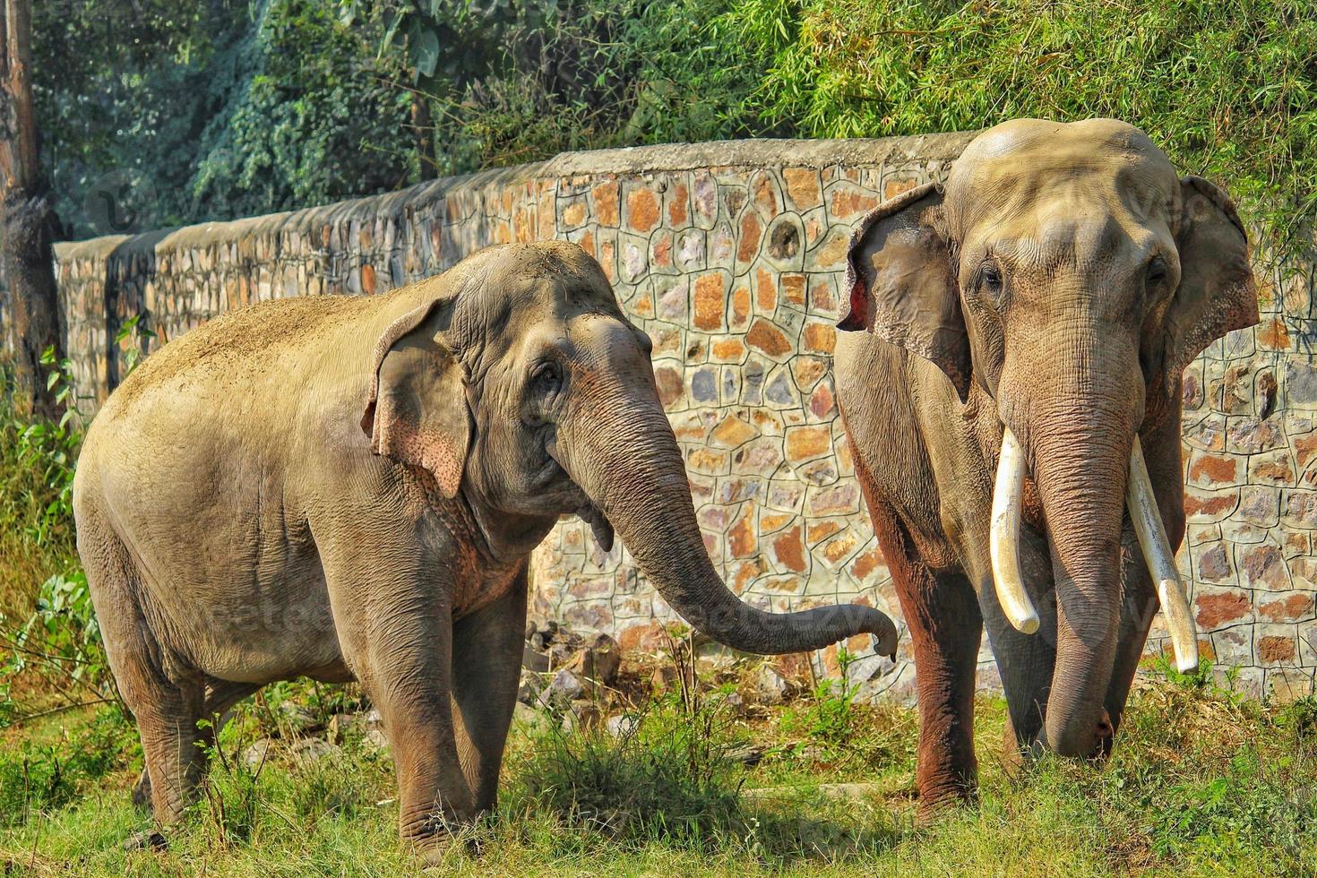 twee Aziatisch wild olifant partners liefdevol spelen met hun boomstammen in een gras veld- Bij een dierentuin foto