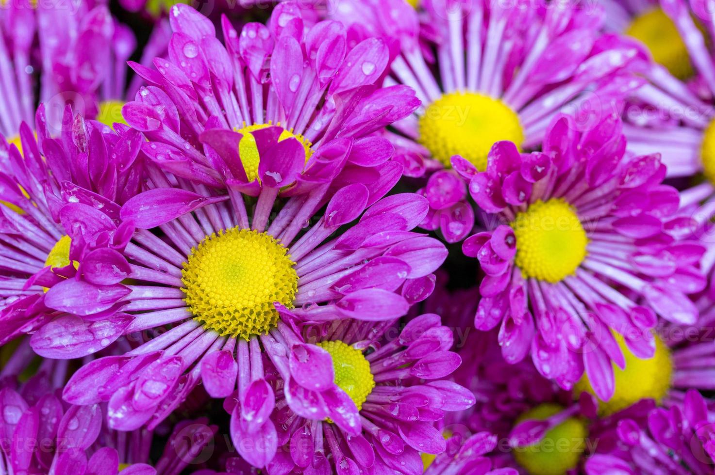 Purper chrysanten madeliefje bloem foto