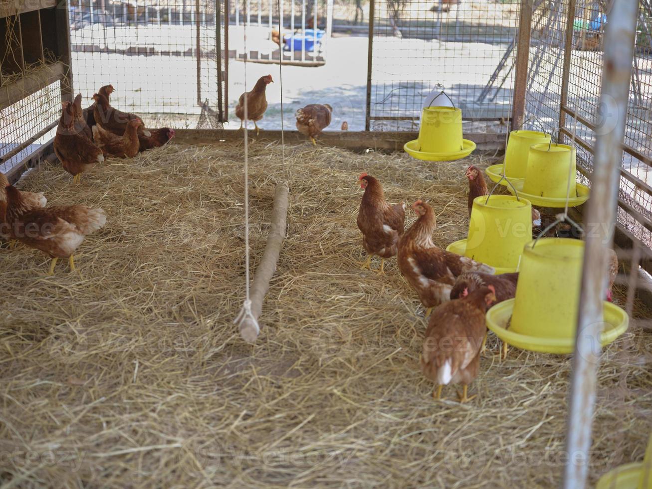 kippen Aan een traditioneel Bij biologisch boerderij . kopiëren ruimte voor tekst foto